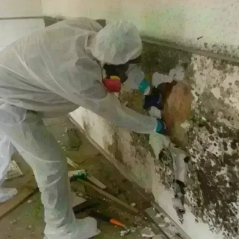 Mold Remediation and Removal in Los Molinos, CA